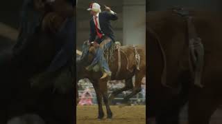 Trump Rode a Saddle Bronc Horse trump election rodeo saddlebronc justforfun [upl. by Solracesoj893]