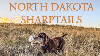 Sharptail Hunting Vol 1  2024  North Dakota [upl. by Nosille]