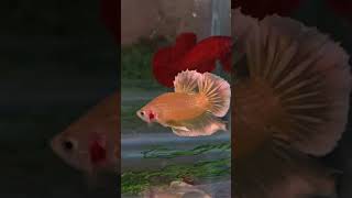 GOLDEN HMPK PAIR BETTA FISHbettafishfishaquariumgolden betta fish [upl. by Stanway323]