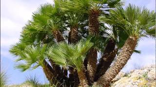 Chamaerops humilis [upl. by Haugen]