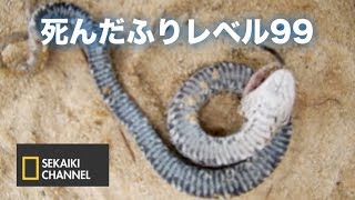 【擬死王】死んだフリを極めしヘビ「トウブシシバナヘビ」 SEKAIKI [upl. by Nagap164]