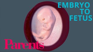 Embryo to Fetus Weeks 912 of Pregnancy  Parents [upl. by Olson556]