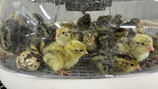 Is the Nurture Right 360 a good incubator Incubator review myshirefarm quail [upl. by Malilliw879]