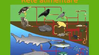 ECOSISTEMI E CATENE ALIMENTARI [upl. by Ansell481]