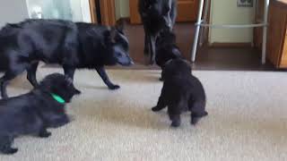 Schipperke puppies 2019 [upl. by Iormina]