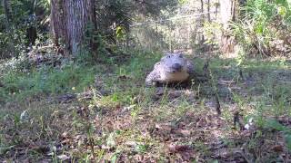 Cuban Crocodile “Chiquita” galloping like a dog on command shorts [upl. by Livingston]