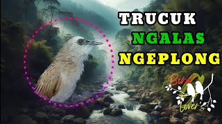 Trucuk Ngalas Ngeplong Ropel Panjang  BirdLovers9 ropel [upl. by Yblehs]