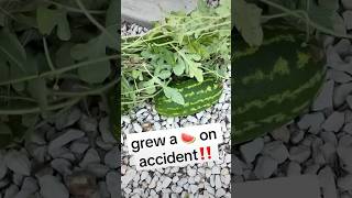 🤯My Family and I accidentally grew a Watermelon🍉🤣 tiktok share like comment subscribe fyp [upl. by Canale]