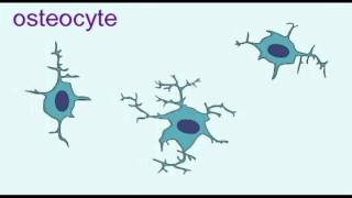 AP1 BONE OSTEOBLASTS amp OSTEOCYTESavi [upl. by Lyrahs]