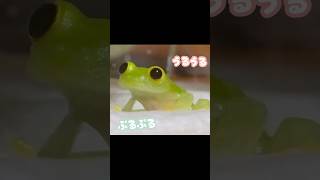 うるうるニコニコ可愛すぎるカエル。グミガエル。cute frog video [upl. by Oisor651]