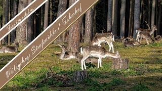 Straßmühle  Faberhof  Wildgehege  Kletterpark  Allersberg  Franken [upl. by Fielding]