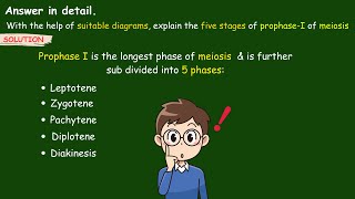 explain the five stages of prophase 1 of meiosis  Stages of Prophase 1  Leptotene biology ssc [upl. by Broadbent]