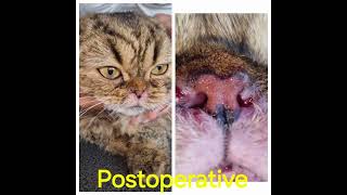 Rhinoplasty in a cat for stenotic nares Ch Massilia Animedis Dr Matres Lorenzo ECVS [upl. by Ehrenberg]