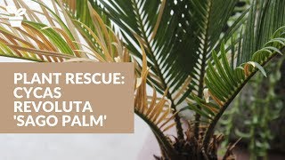 Plant Rescue Cycas Revoluta Sago Palm  Sago Palm Care [upl. by Beatrisa]