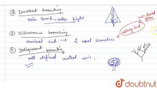 What is the characteristic brancghing pattern of dictyota thallus [upl. by Brandon]