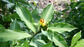 Costus igneus commonly known as insulin plant in India saplings [upl. by Querida]