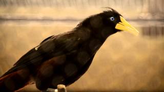 Crested Oropendola Vocals [upl. by Ezarras]