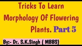 morphology of flowering plants class 11  How to write Floral Formula FabaceaeSolanaceae Lilaceae [upl. by Sells]