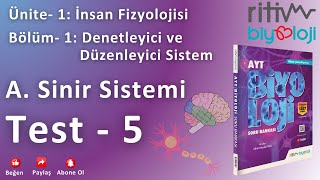 Test  5  İnsanda Sinir Sistemi  Merkezi Sinir Sistemi  Beyin Bölümleri  2 [upl. by Rasla]