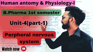 Peripheral nerves systemHuman anatomyampphysiologyIUnit4part1 Bpharma 1st semester [upl. by Netneuq]