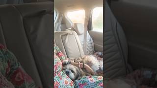 Dil Tu Jaan Tu shorts shortvideo petlover pets doglover shihtzulove youtubeshorts youtube [upl. by Jacie74]