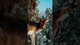 🎄Christmas in Lapland shorts christmas winter decoration tree snow lapland travel old song [upl. by Anek]