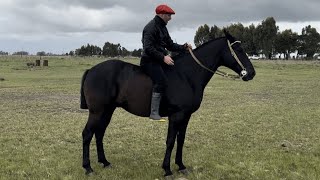 CABALLO ZAINO NEGRO DE FISIC  2750000 LOSEQUINOSCOM [upl. by Otineb]