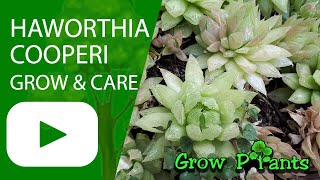 Haworthia cooperi  grow amp care Aloe haworthia [upl. by Norrag454]