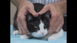 How to pick up a cat like a pro  Vet advice on cat handling [upl. by Seagrave669]