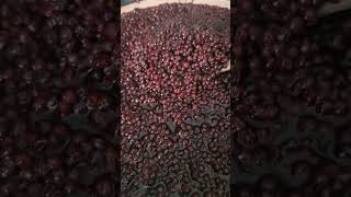 Making Elderberry Syrup for Health Benefits naturesmedicine organic elderberrysyrup [upl. by Conway]