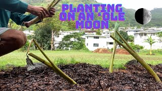 Planting On An ʻOle Moon Lihilihi Molina Hawaiian Taro Variety [upl. by Clougher]