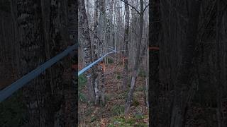 More maple tubing expansionwith an fbmmaineoutdoorjournal bonus 🍁 maple maine deerhunting [upl. by Mulloy]