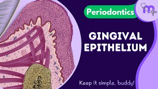 Gingival Epithelium  Layers  Microscopic features  Differences  Periodontology  Animated [upl. by Milano896]