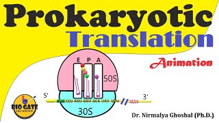 Prokaryotic Translation Protein synthesis in bacteria animation [upl. by Adirahs227]