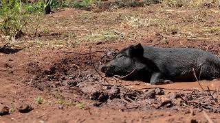 Pigs enjoy bathing in muddy places primarily because it helps them regulate their body temperature [upl. by Libna]