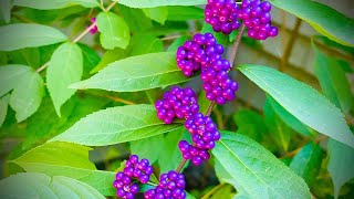 How to Make American BeautyBerry Jam  Edible Landscape [upl. by Lorenzo]