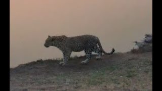 Female Leopard am informed it is Watika at Nkorho [upl. by Arodoet14]