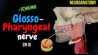 CN 9 Glossopharyngeal nerve SIMPLE Scheme  Visuals [upl. by Uon726]