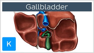 Gallbladder  Definition Function amp Location  Human Anatomy  Kenhub [upl. by Annauqaj]