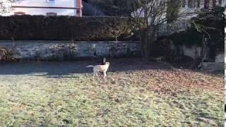 Labrador Retriever aus spezieller jagdlicher Leistungszucht Deckakt Kennenlernen [upl. by Ynes]