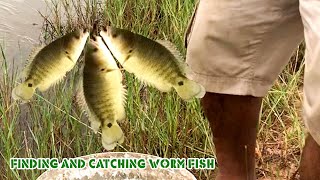 Finding and catching worm fish fishing fish beach nature [upl. by Enelyar]