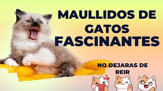 RIE con los mejores SONIDOS MAULLIDOS de GATOS😹 [upl. by Marrin6]