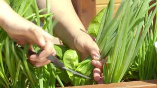 How to Harvest Scallions [upl. by Alitha976]