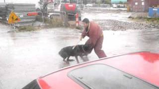 Maitre chien acs77 avec Les Beauceron arlequin [upl. by Mauer149]