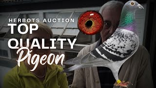 Exclusive Racing Pigeon From Top Bloodlines For Sale In Herbots Pigeons Auction [upl. by Everson]