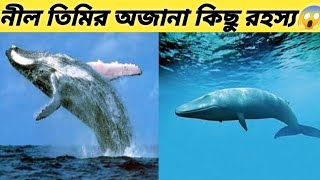 পৃথিবীর সবথেকে স্তন্যপায়ী প্রাণী নীল তিমি। তার অজানা কিছু রহস্য দেখলে আপনি অবাক হবেন 😱। dangerous [upl. by Adnilam]