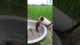 Wow Amazing Eel Fishing in Plastic Pipe shorts fishing [upl. by Eisenstark]