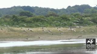 Whiffling Greylag Geese [upl. by Ybroc902]