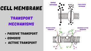 Transport across Cell Membrane  Active Transport and Passive Transport [upl. by Otreblada]