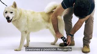 ✅ Soporte de tarso con férulas metálicas para perro Ortocanis [upl. by Necyla]